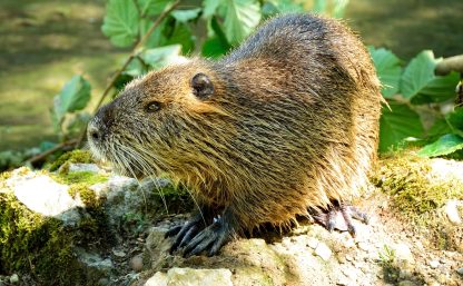 beaver-862600_1920
