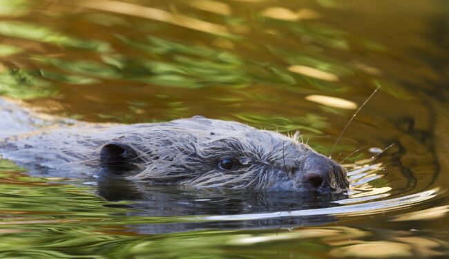 natural-3048548_1920