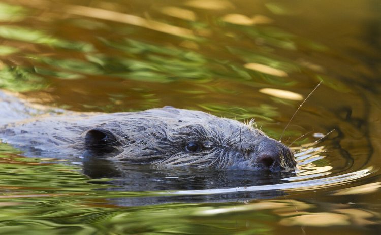 natural-3048548_1920