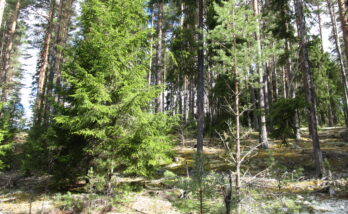 2014-Björn Guido Heuser-Värnäsleden-1