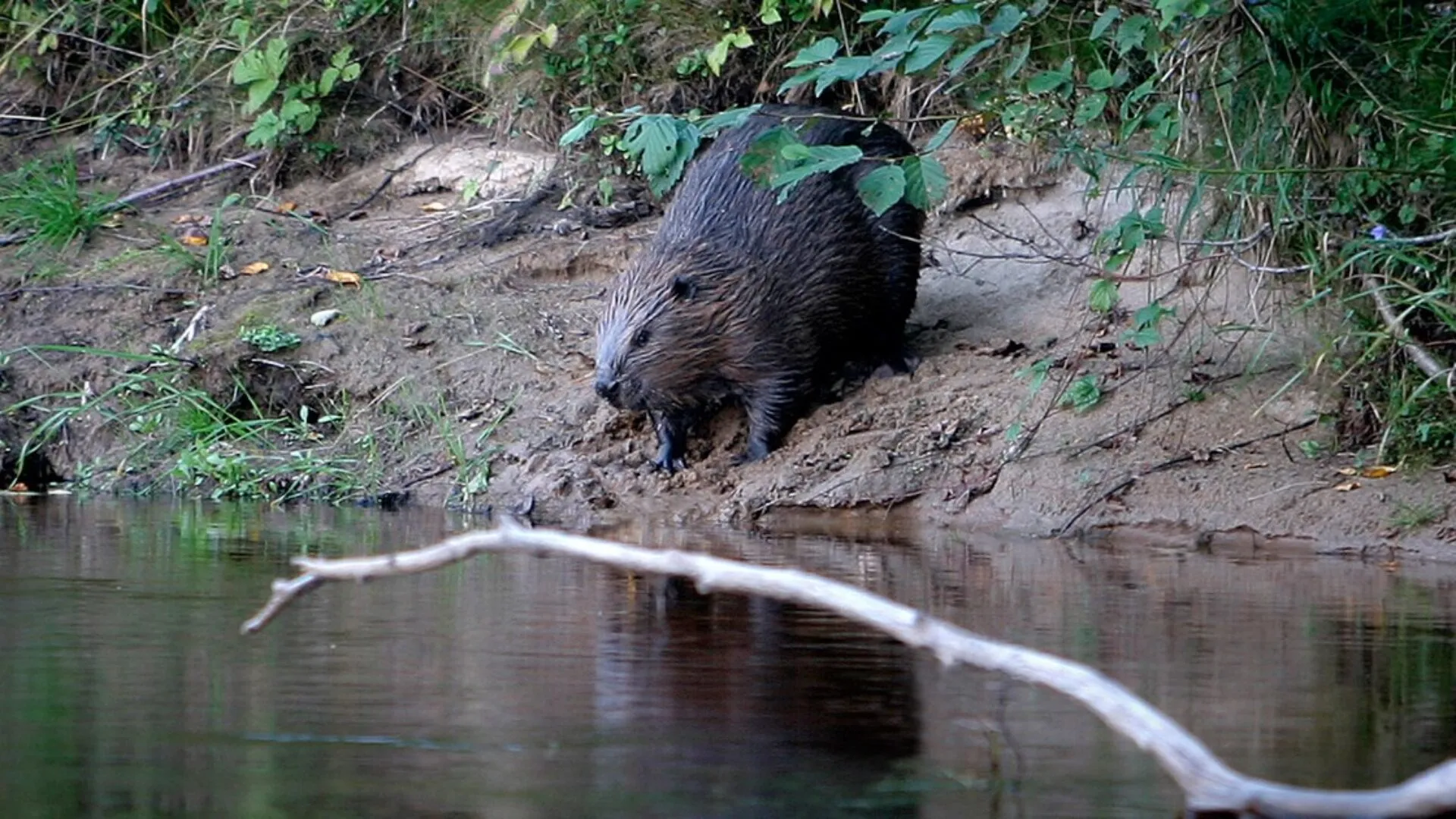 En bäver med mörk päls står på stranden vid Klarälven. Han är på väg att hoppa in i vattnet. Med sina framben stödjer han sig mot den branta sluttningen.