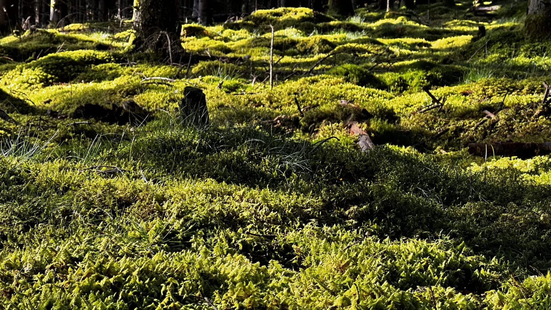 Fotografiet visar en skogsglänta i närbild. I övre kant ser man svarta trädstammar. Skogens mark är täckt av olika sorter ris och mossa. Flera gröntoner berättar om växternas mångfald.