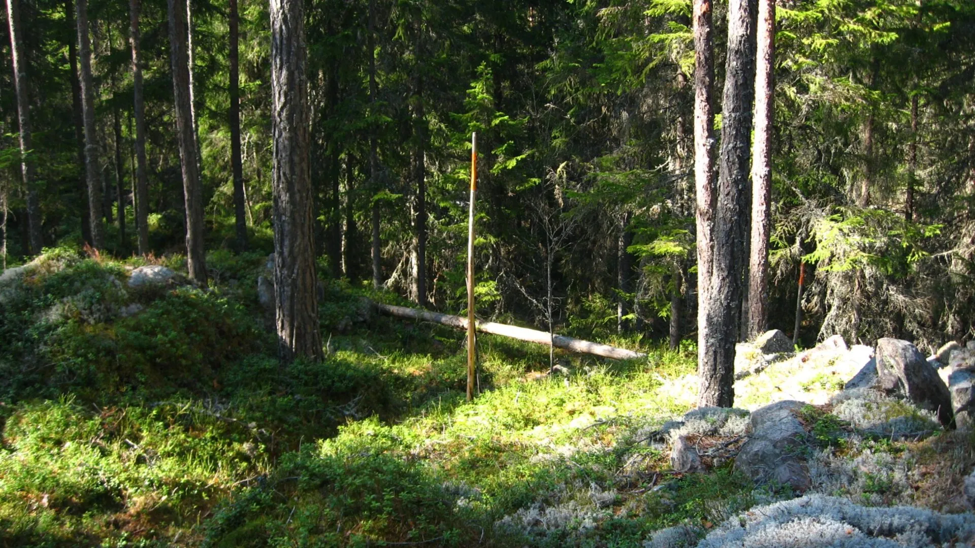 En vandringsled genom en vildvuxen skog syns bara med hjälp av de orangea ledmarkeringarna. Marken är täckt med blåbärsris och solens ljus  hittar sin väg genom träden. 